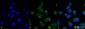 ATG4D Antibody 